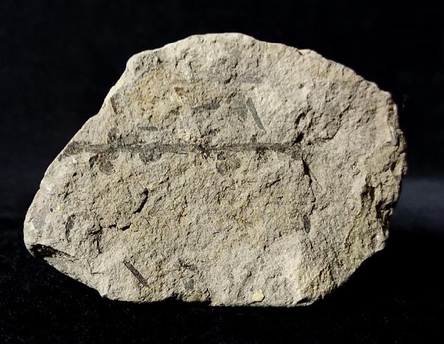 Taxodium dubium (STERNBERG 1823), Bltenstand - Bild © FossNet FossilienStore